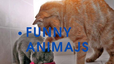 Funny Animals-Funny Animals