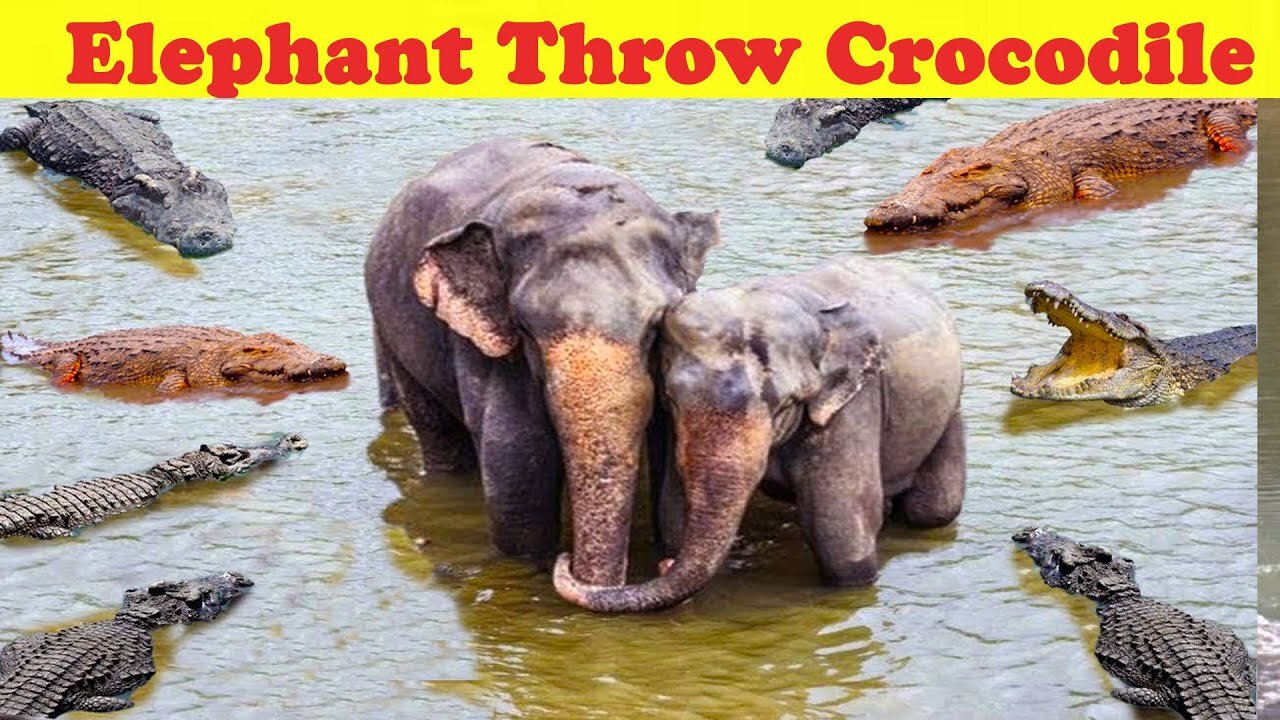 Elephant Throw the Crocodile who Came to Catch Him