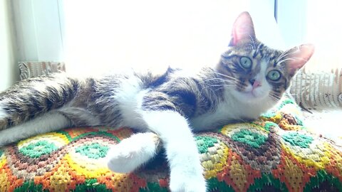 Cat Lies In the Sun