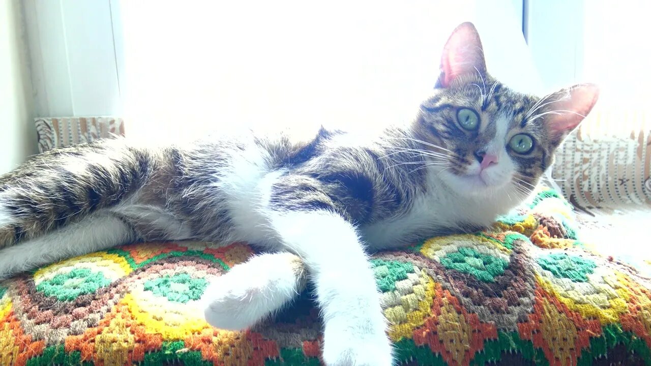 Cat Lies In the Sun