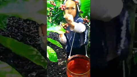 Gadis Cilik Metik Kopi