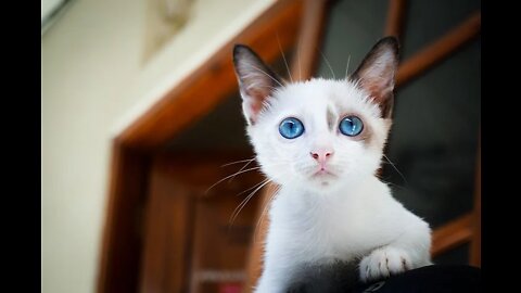 Cute cat