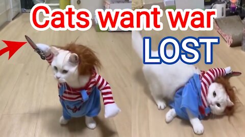 2021 Viral Funny Cats Make You laugh