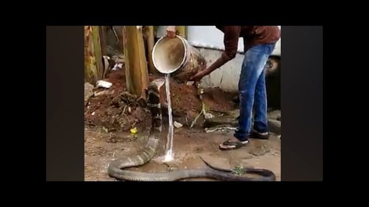 Watch: King cobra enjoys cold water shower 2021