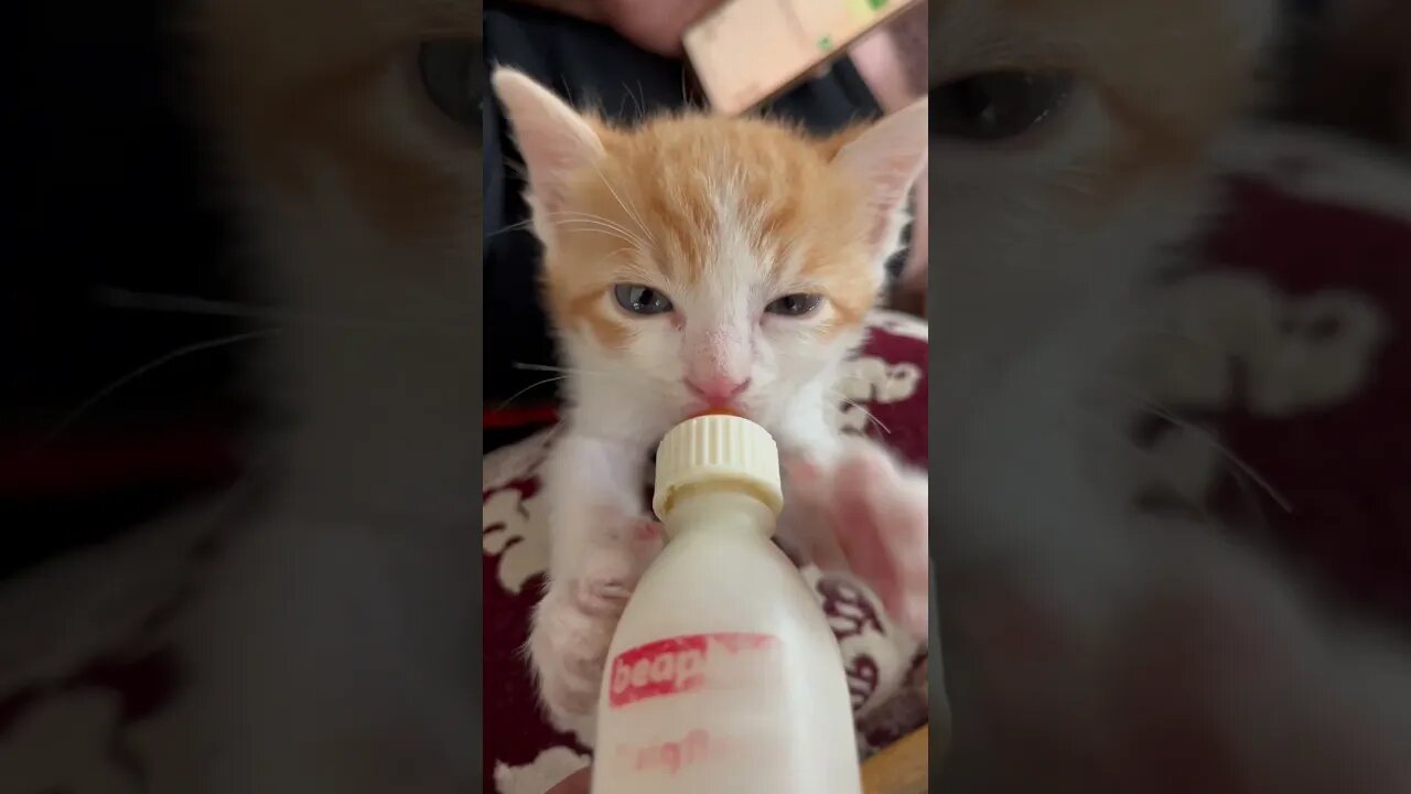 Kitten drink milk