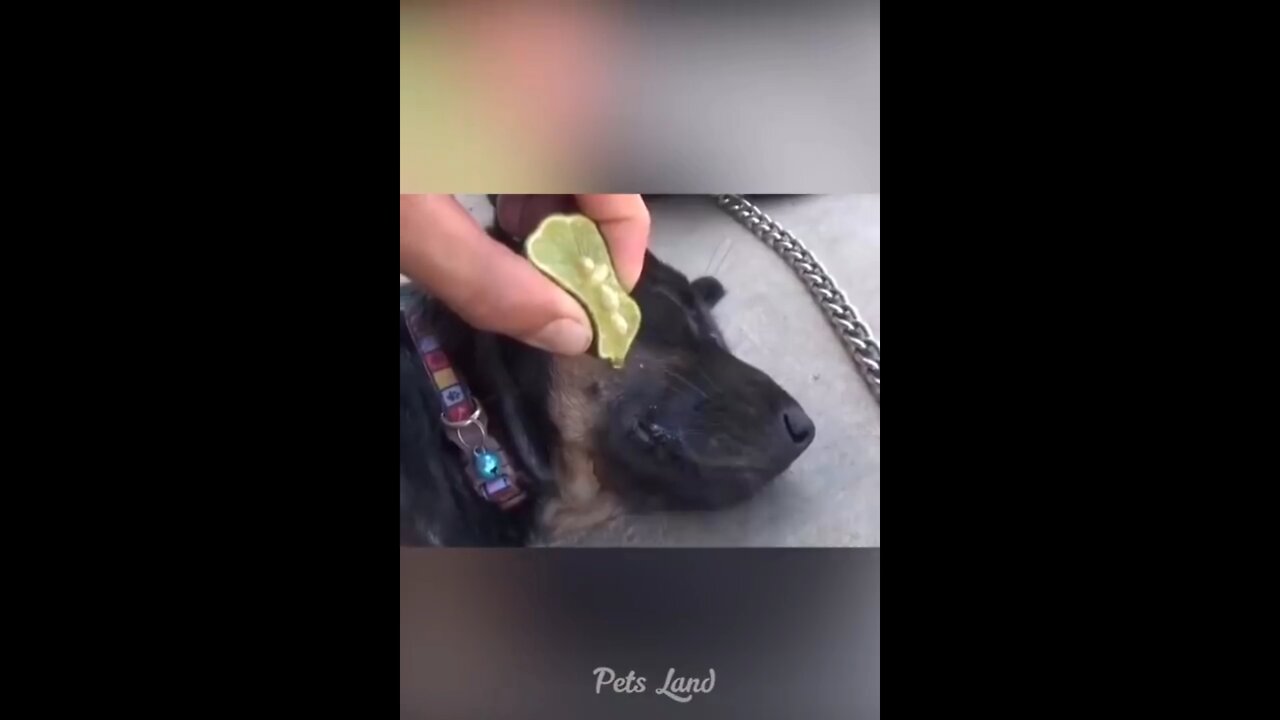 Cat and dog funny video🤣🤣