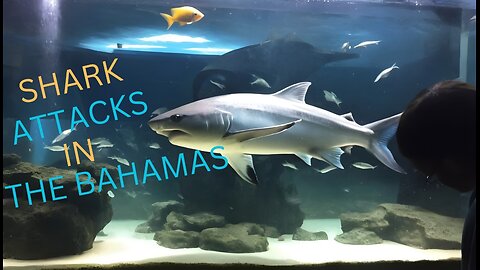 MOST Recent Shark Attacks In The Bahamas