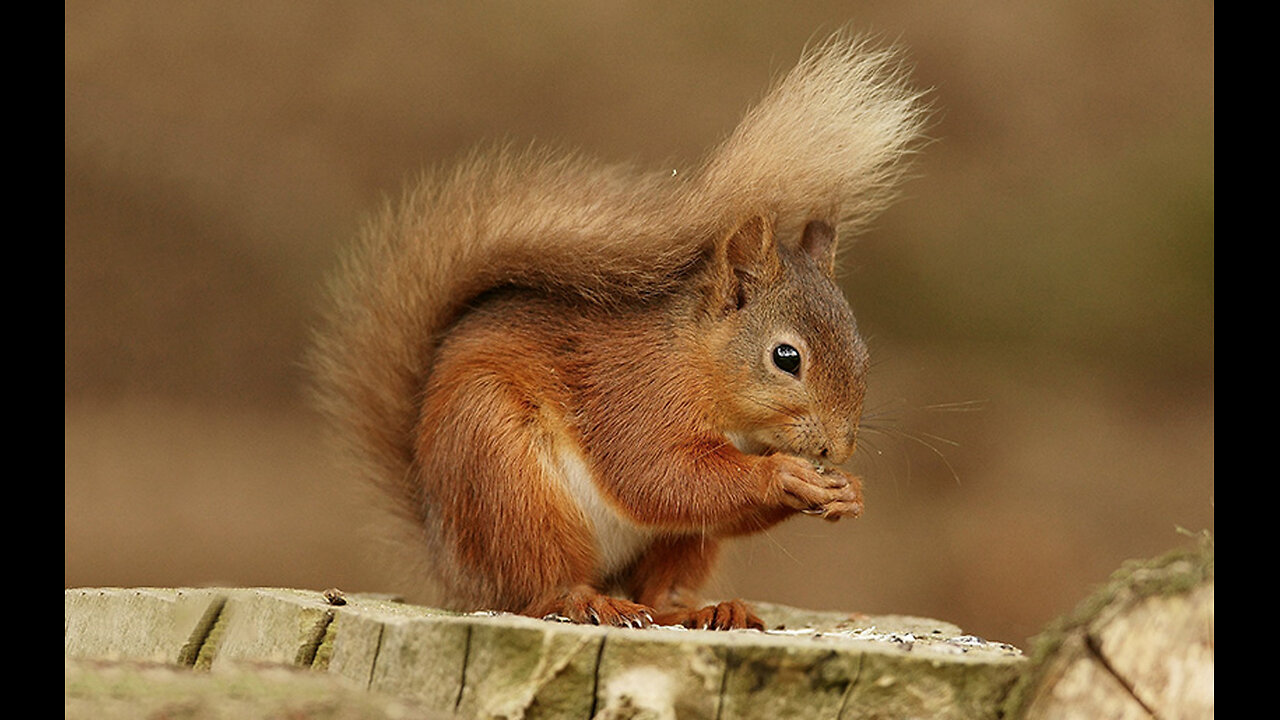 Adorable Squirrel Enjoys a Snack in the Park