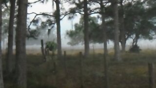 Foggy morning here on Venus Ranch in Venus, Florida.