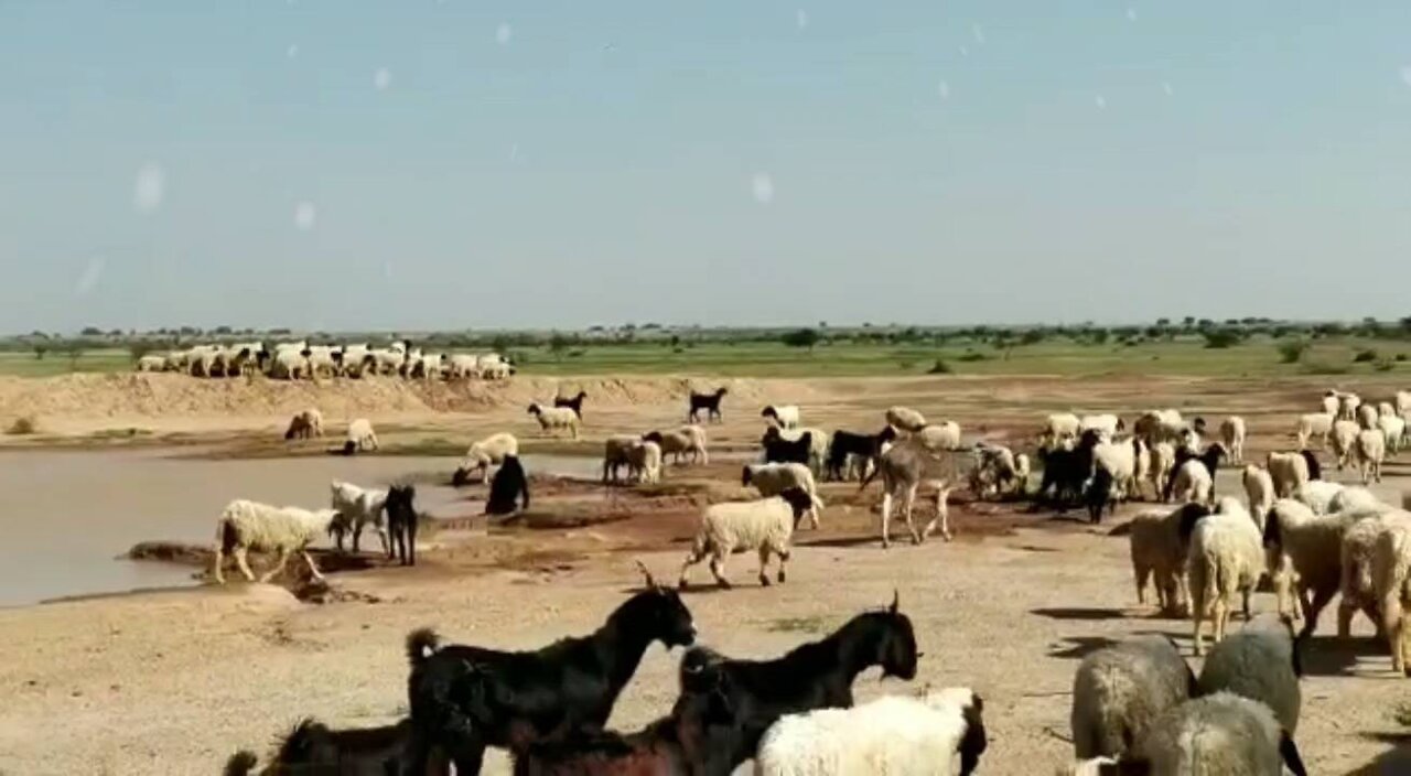 Goats and sheep drinking water with their children