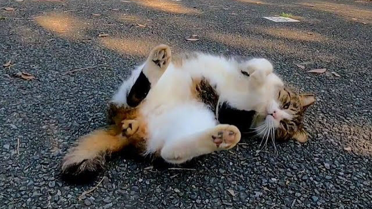 A stray cat that was running away at first, but once it was patted, it became intensely spoiled.