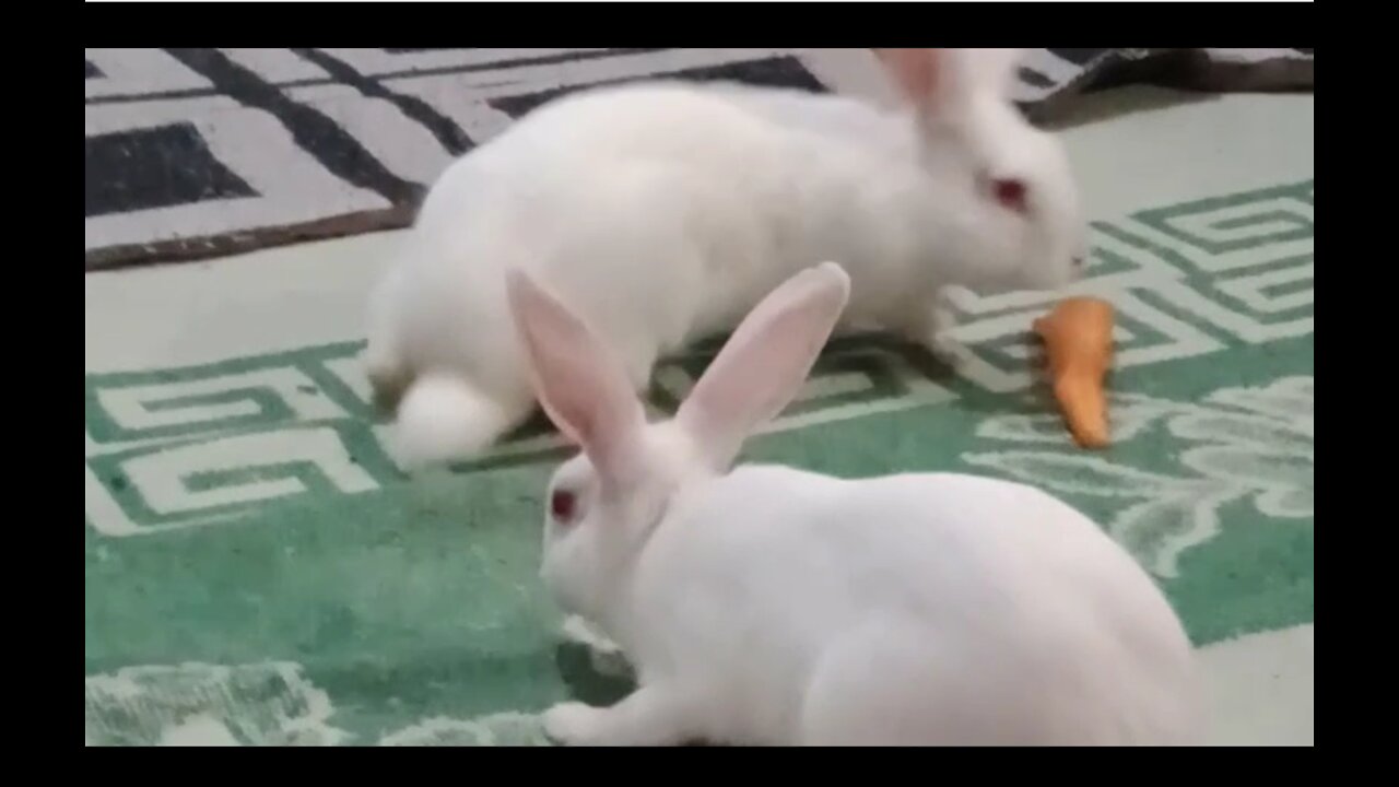 Rabbit eats carrots and plays with children