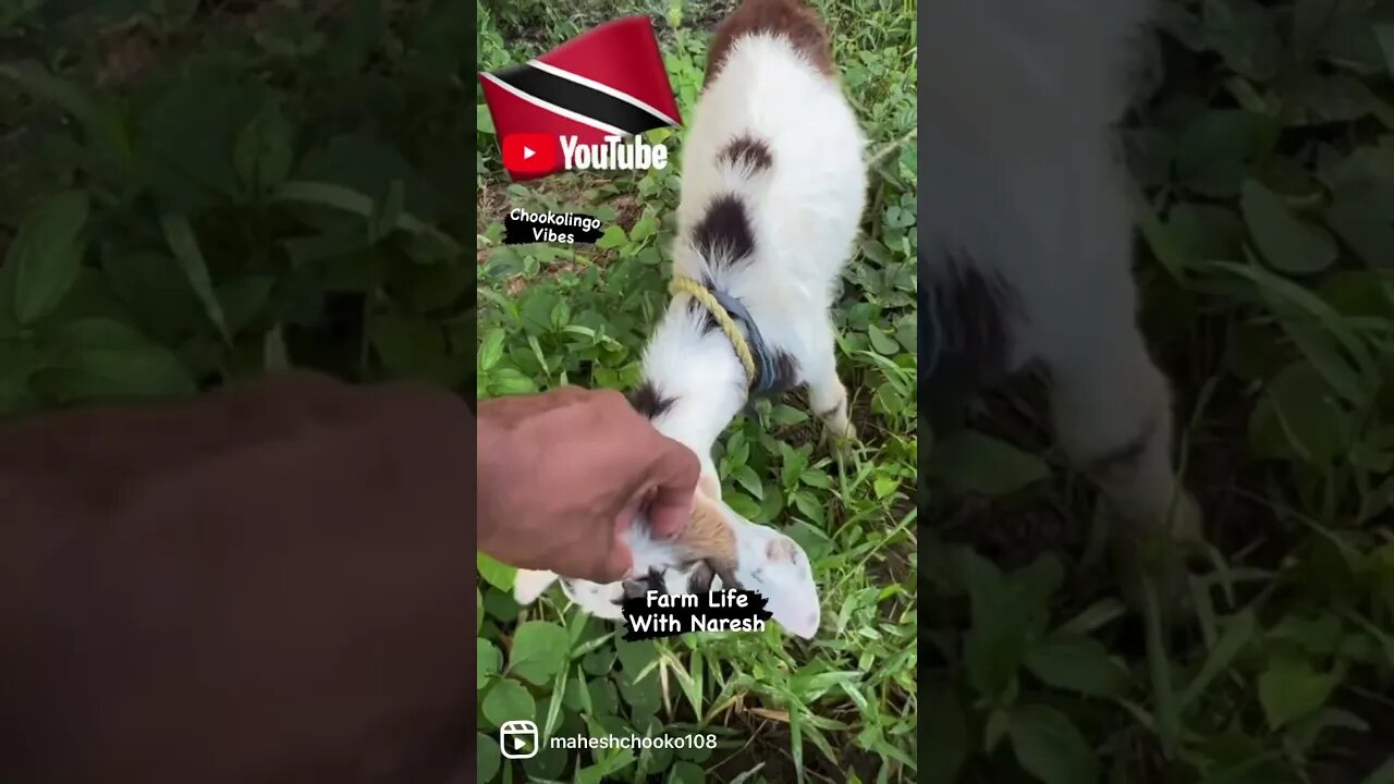 #billygoat #goats #ponderosa #chookolingo #farm #trinidadandtobago