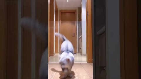 #shorts Смешные Коты Из Тик Тока 213 Funny Cats From Tiktok