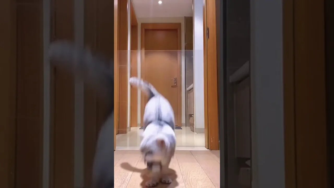 #shorts Смешные Коты Из Тик Тока 213 Funny Cats From Tiktok