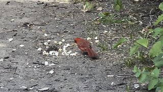 Male Cardinal feeding