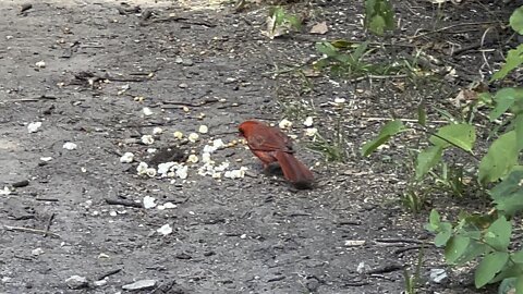 Male Cardinal feeding