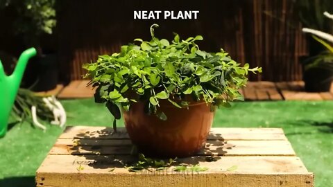 Genius Planting Hacks to Make Your Life Easier