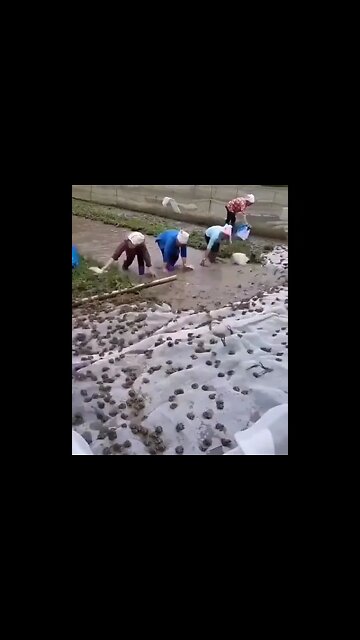 Frog Farming In China #Shorts #ytshorts #UbertainmentFun #Frog #Animals #Fun #Farming