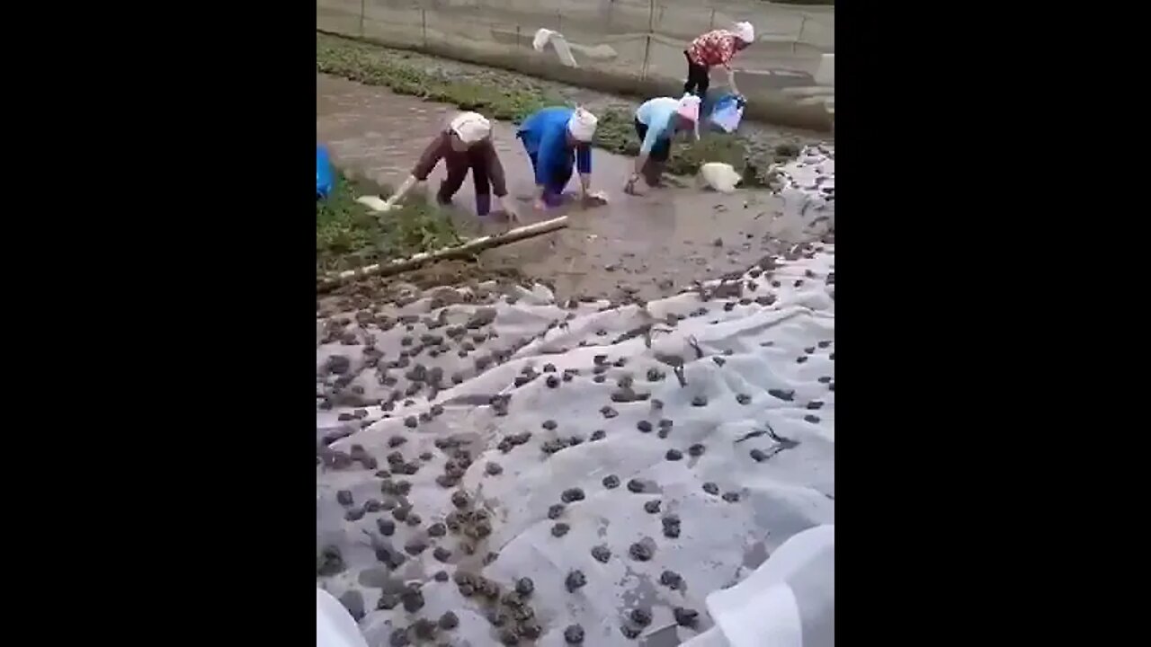 Frog Farming In China #Shorts #ytshorts #UbertainmentFun #Frog #Animals #Fun #Farming