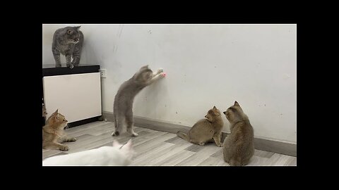 Funniest Animals 😅 New Funny Cats and Dogs Videos 😸🐶 Part 30