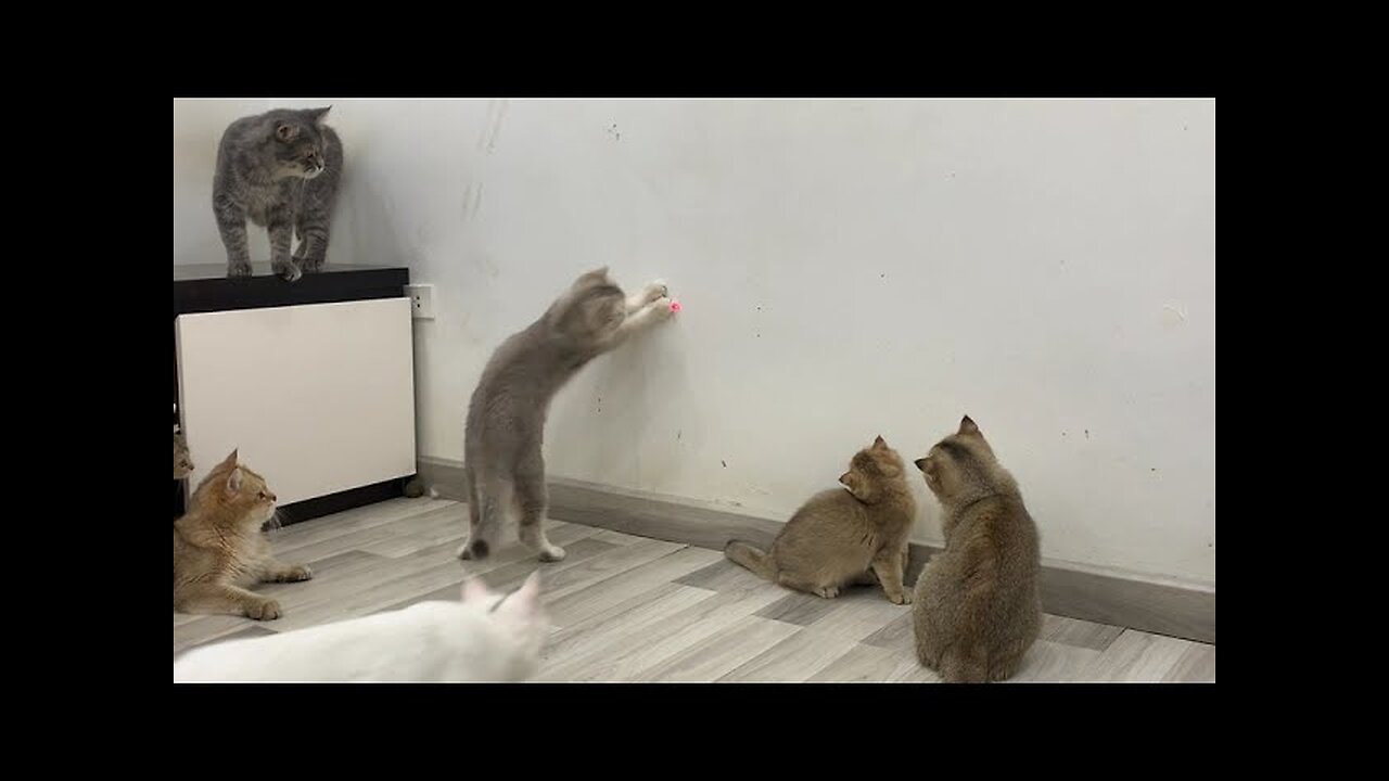Funniest Animals π
New Funny Cats and Dogs Videos πΈπΆ Part 30
