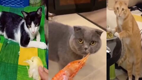 cat comedy video Cat funny video #Shortvideo #Shortrumble