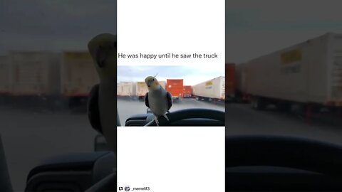 #shorts #shortsvideo #parrot #funny