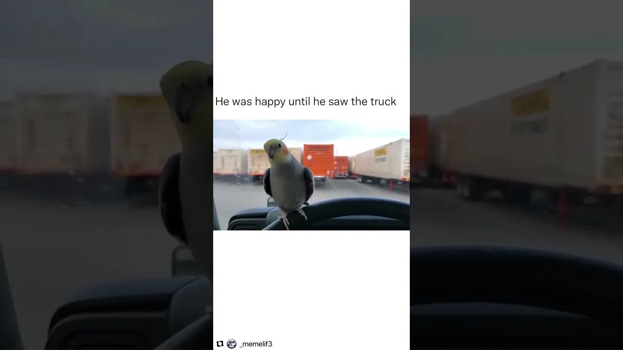 #shorts #shortsvideo #parrot #funny