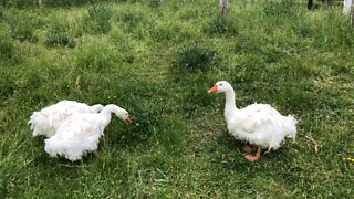 Sebastopol Geese