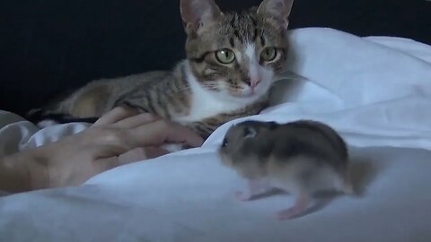 Small Cat Is Not Allowed to Touch the Baby Hamster