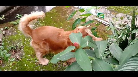 #dogshow , #animals , #dogs