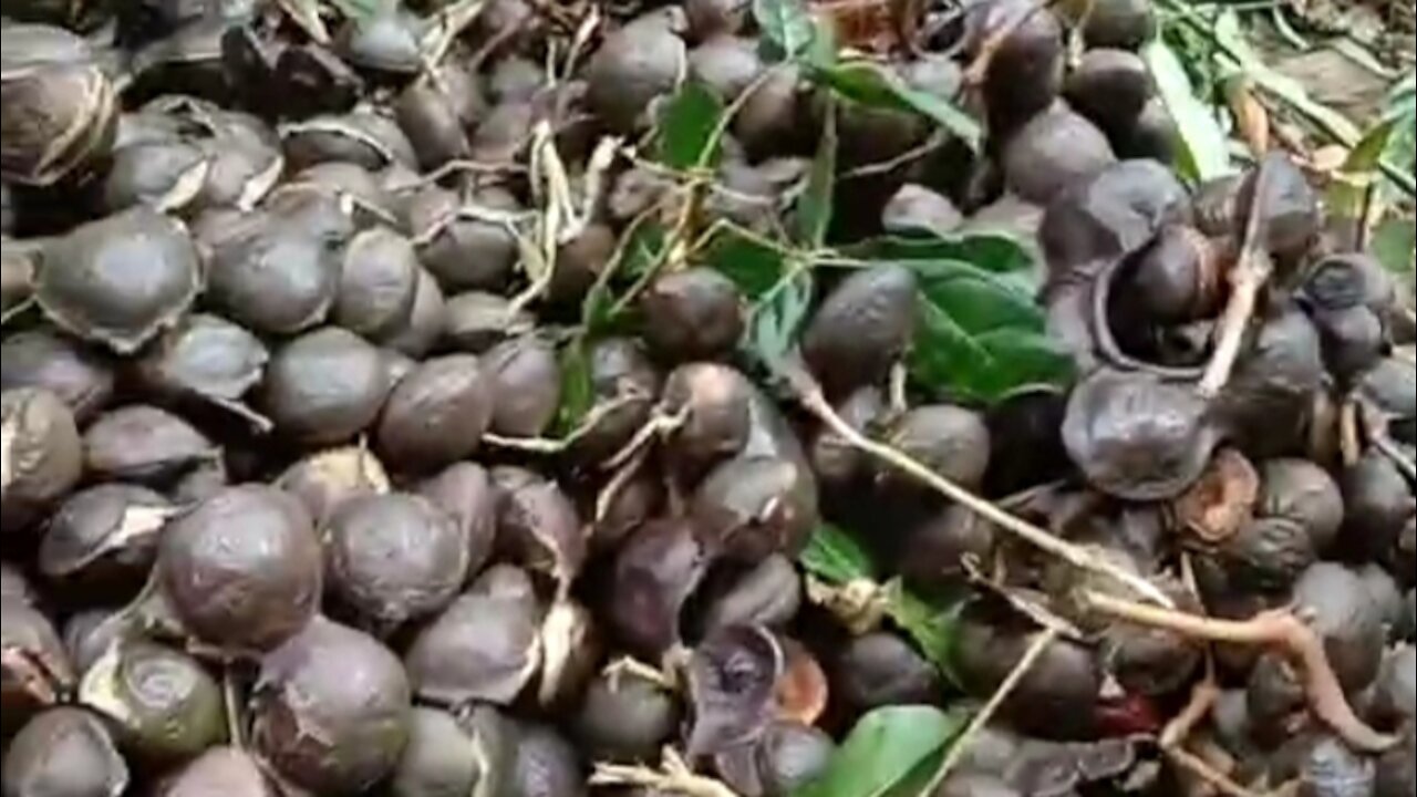 the harvest of jengkol fruit is very much