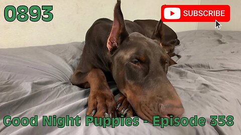 [0893] GOOD NIGHT PUPPIES - EPISODE 358 [#dogs #doggos #doggos #puppies #dogdaycare]