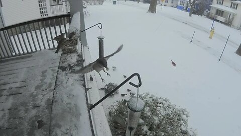 Bird feeder in a Rochester, New York winter