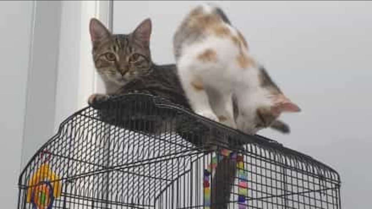 Un chat escalade une cage à oiseaux et se prend un coup de bec à la patte