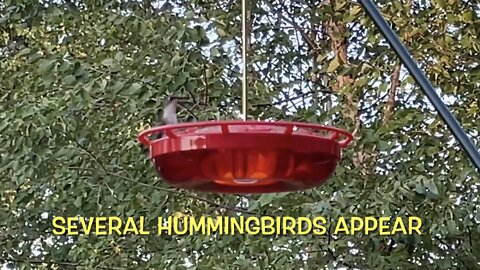 Several Hummingbirds Appear