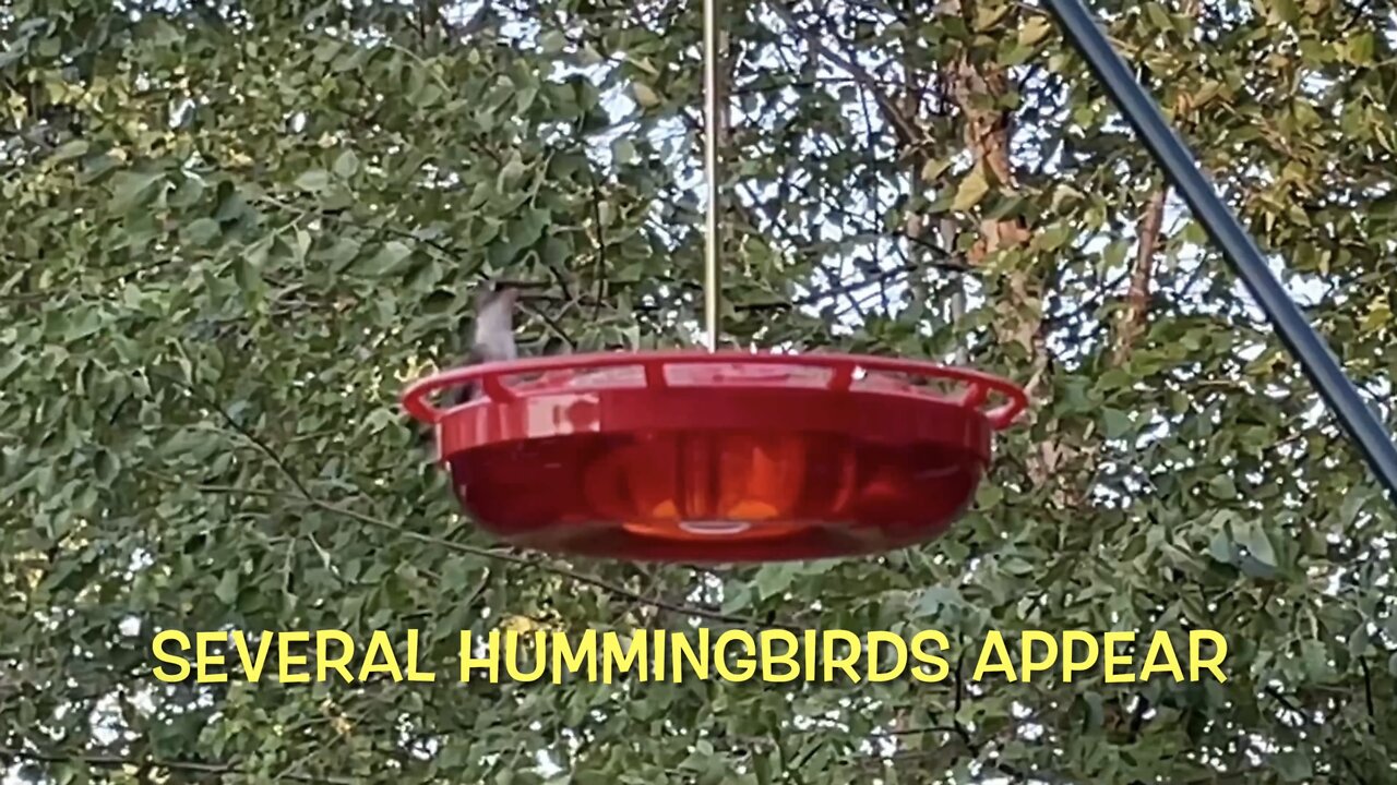 Several Hummingbirds Appear