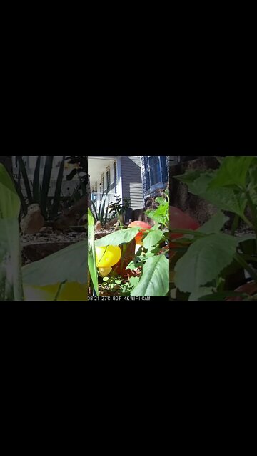 The Birds Fly Up #Shorts 🍁