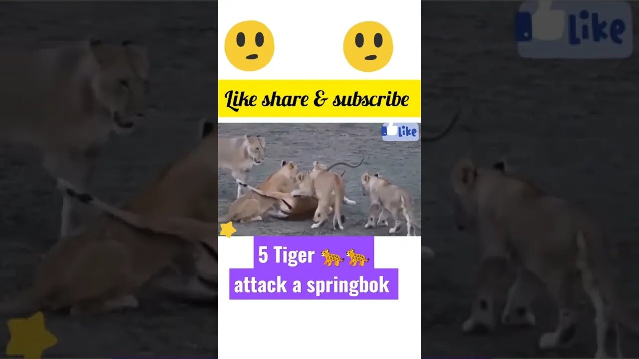 5 tiger 🐆 kill a springbok|| #shorts #youtubeshorts