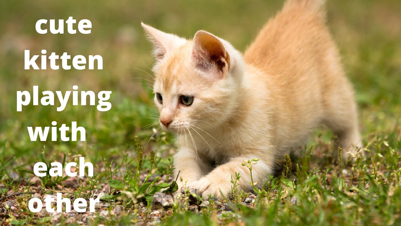 cute kitten playing with each otherts