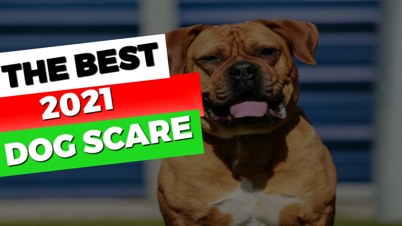 the best 2021 dog scare