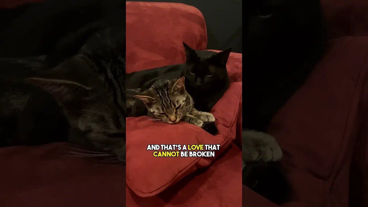 Send this to them🤣 #cat #kitten #blackcat #catlover #cute #relationship #spouse #leonthecatdad