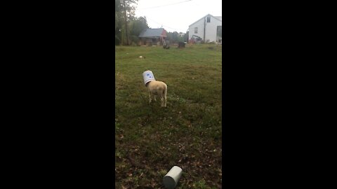 Buckethead sheep