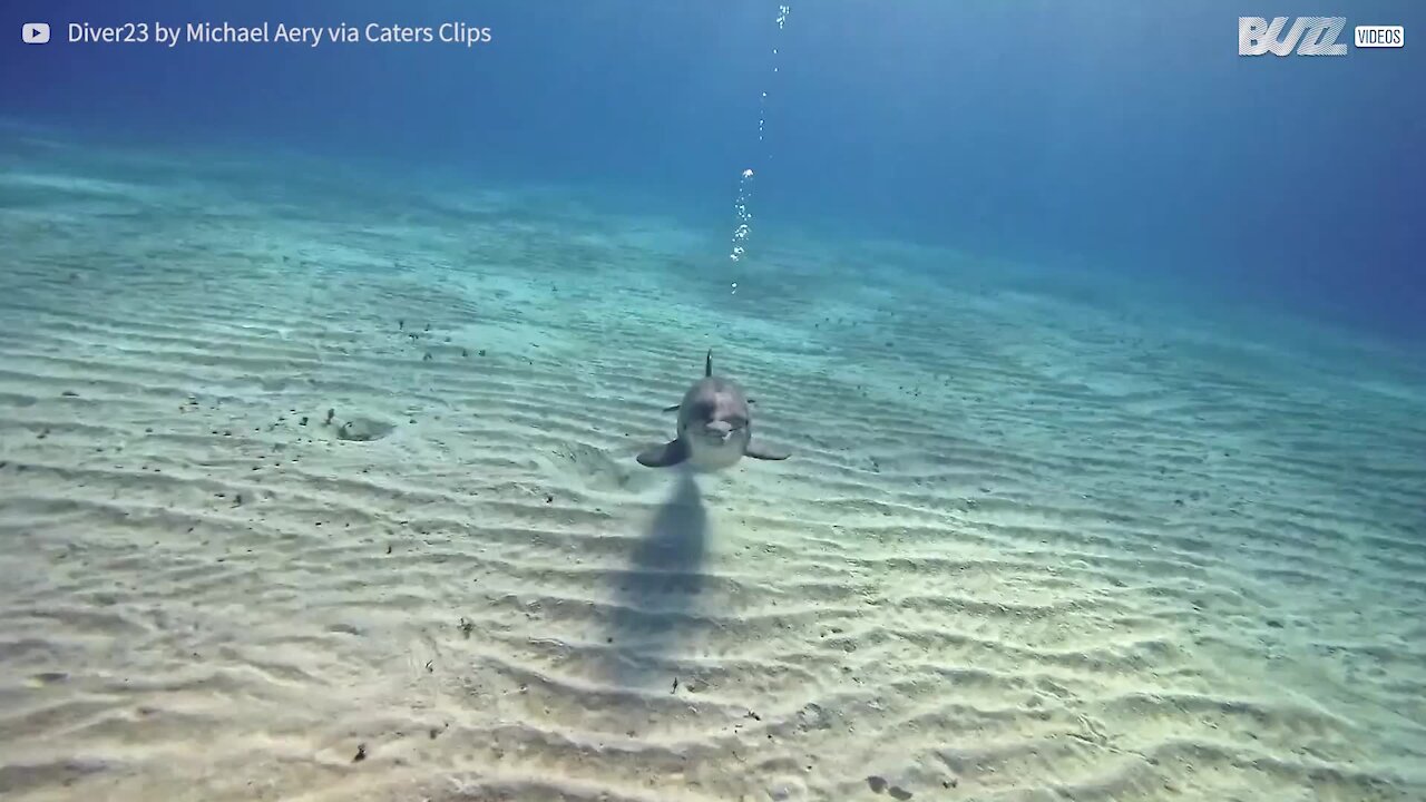 Un gentil dauphin interagit avec des plongeurs