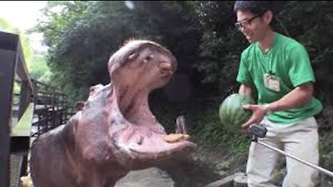 hippo Smash HUGE Watermelons in ONE BITE