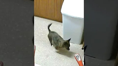 Puppy Dog Betty Girl Helps Prepare Dinner With The Support Workers.#trending #shorts #chihuahua #dog