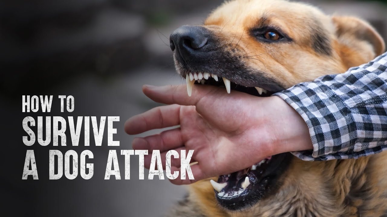 How to defend against an aggressive dog