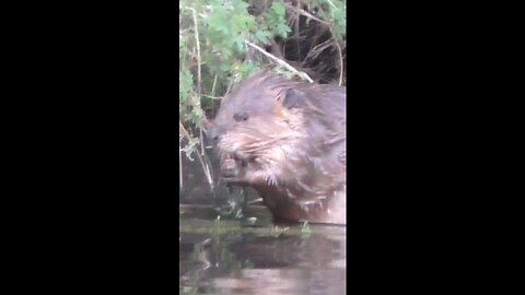 The talkative Beaver