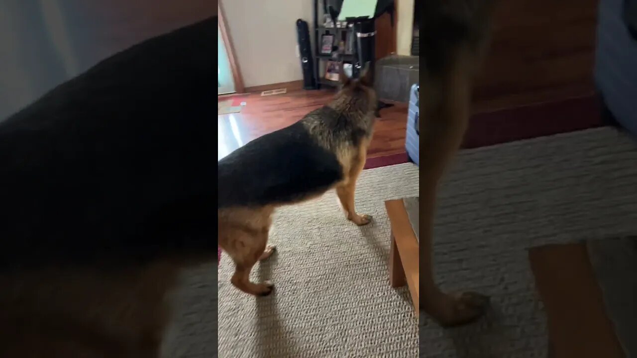 German Shepherd don’t know how to bark? #shorts